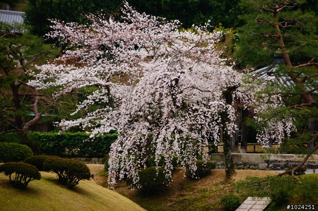 [單車拖車的無限可能] 2013 Bike·桜·京都 (4th Day)