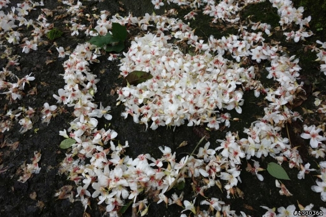 雲自在賞桐花