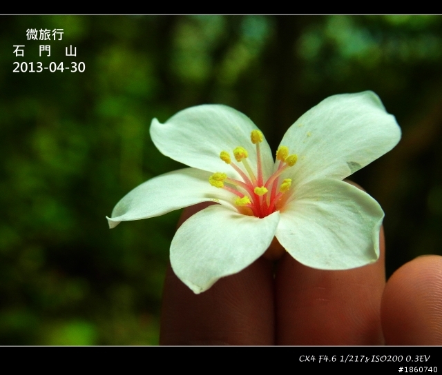 2013-04-30石門山油桐花_微旅行CX4