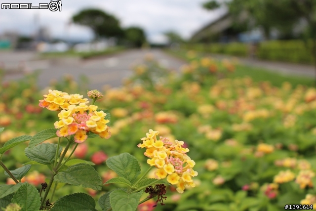 【邀請】CANON 100D 大家一起也來蓋大樓
