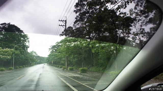 2013 THE ALL-NEW FOCUS 24小時免費開回家- 雨中石門水庫桐花行