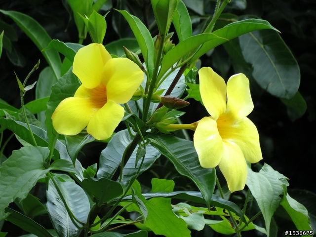 請問這些花的花名?