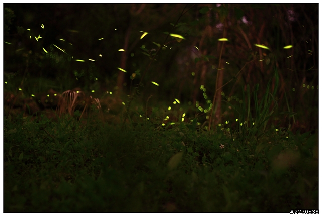 canon 50f1.8 螢火蟲