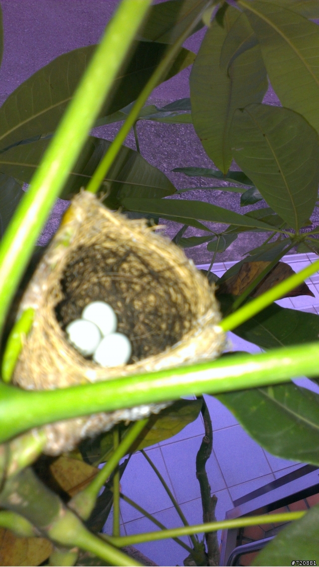 綠繡眼~ 雛鳥問題!!! 急問...
