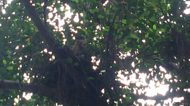 請問各位大大們 這隻是甚麼鳥類呢? 圖有點不清楚