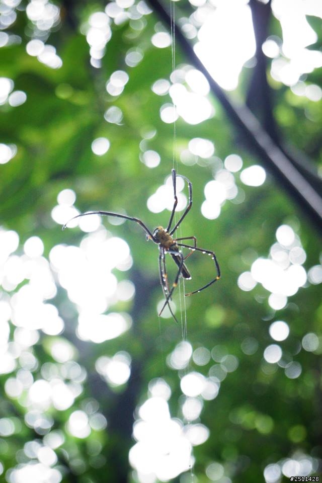 台北富陽公園蟲類動物名稱