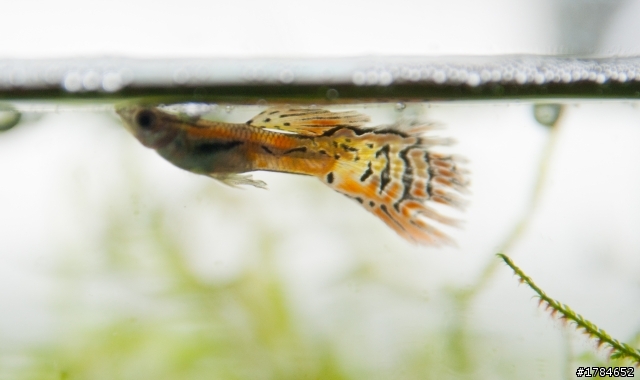 孔雀魚似乎生病?