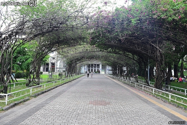 屏東市中山公園的松鼠吃香焦