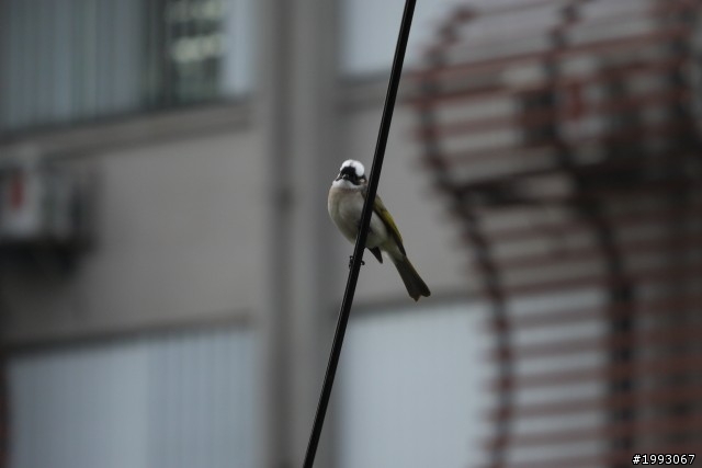 Lumix G X 45-175mm開箱+實拍