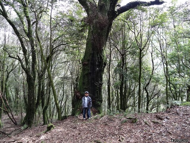 親子旅遊-雲鄉觀霧(上)