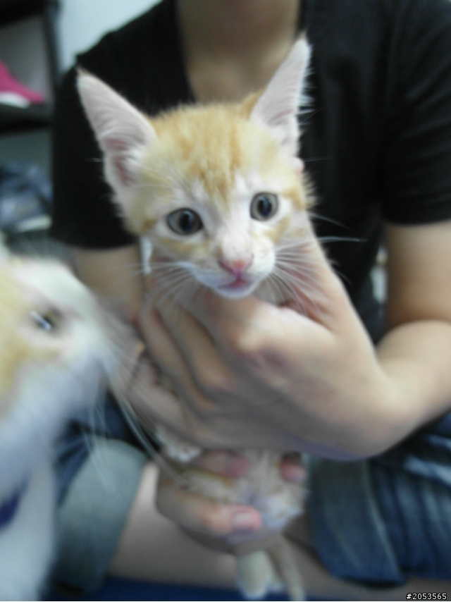 認養-橘色咪咪(都找到溫暖的家瞜 !!)