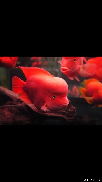 紅財神及魟魚真的是太迷人了！