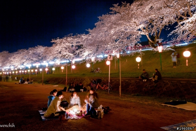 日本櫻花之旅(純照片分享)