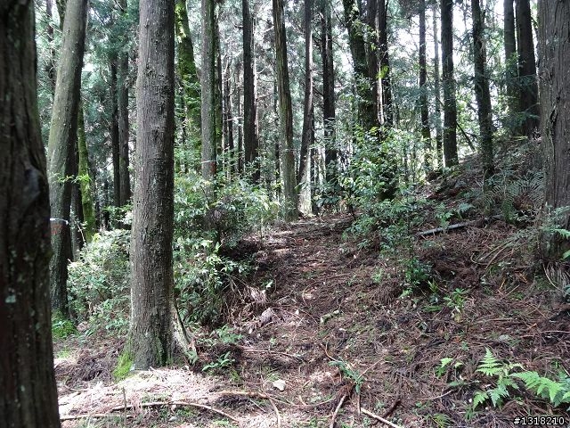 親子旅遊-雲鄉觀霧(上)