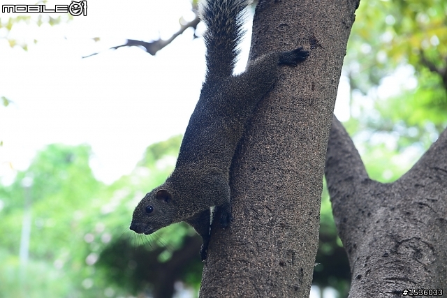 屏東市中山公園的松鼠吃香焦