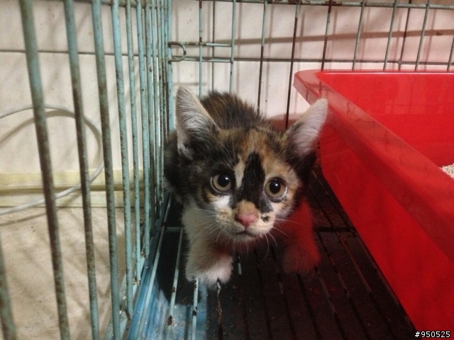 貓咪送養