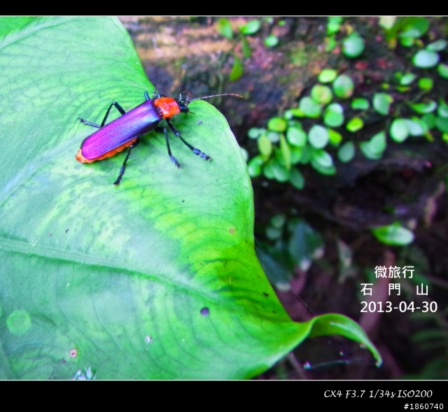 2013-04-30石門山油桐花_微旅行CX4