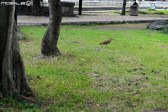 屏東市中山公園的松鼠吃香焦