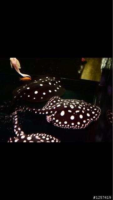 紅財神及魟魚真的是太迷人了！
