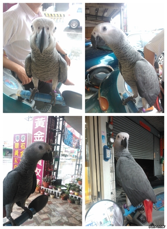 八哥與鸚哥