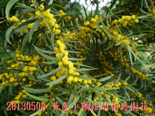 20130508 碧山巖白石湖大崙頭山之旅