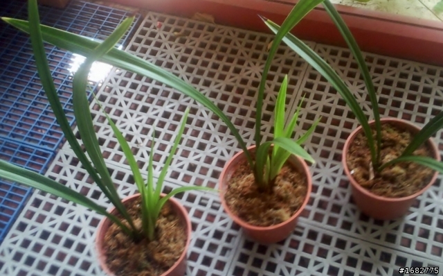 這是蘭花嗎?