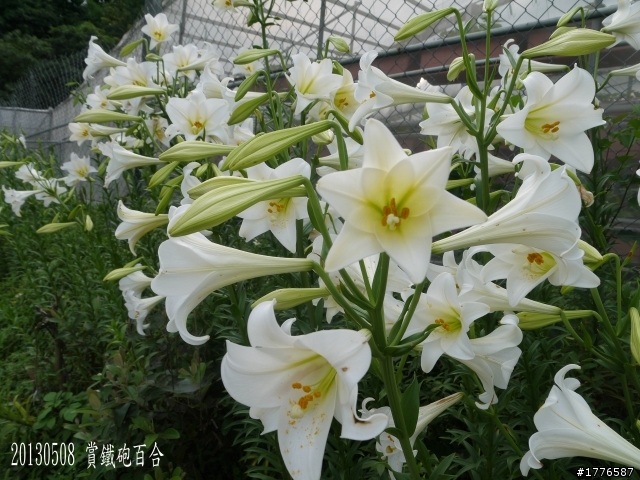 20130508 碧山巖白石湖大崙頭山之旅