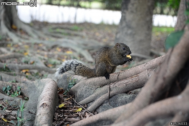 屏東市中山公園的松鼠吃香焦