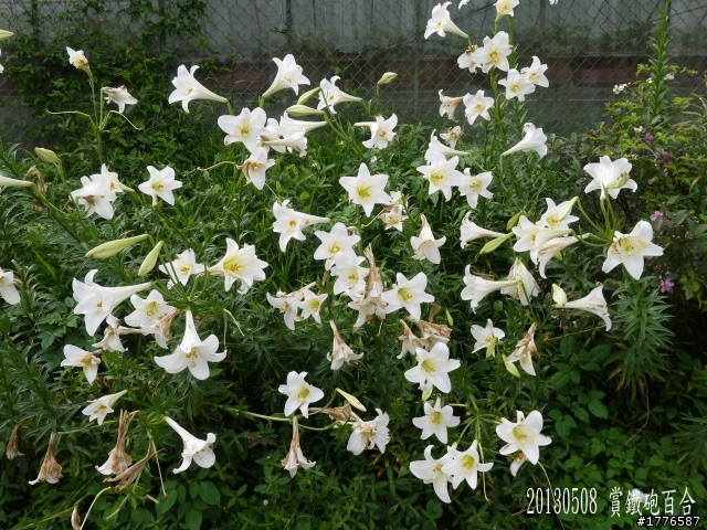 20130508 碧山巖白石湖大崙頭山之旅