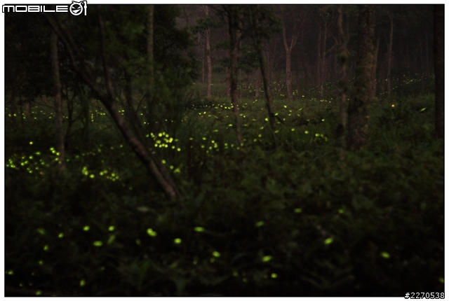 canon 50f1.8 螢火蟲