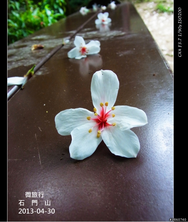 2013-04-30石門山油桐花_微旅行CX4