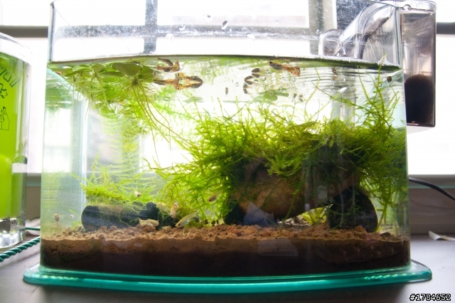 孔雀魚似乎生病?