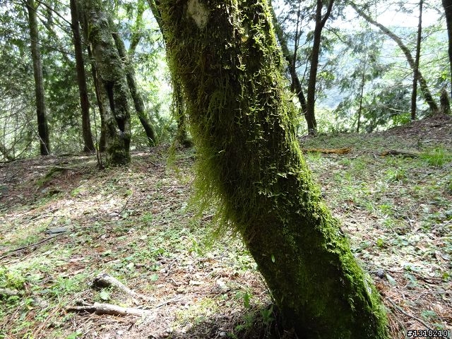 親子旅遊-雲鄉觀霧(上)