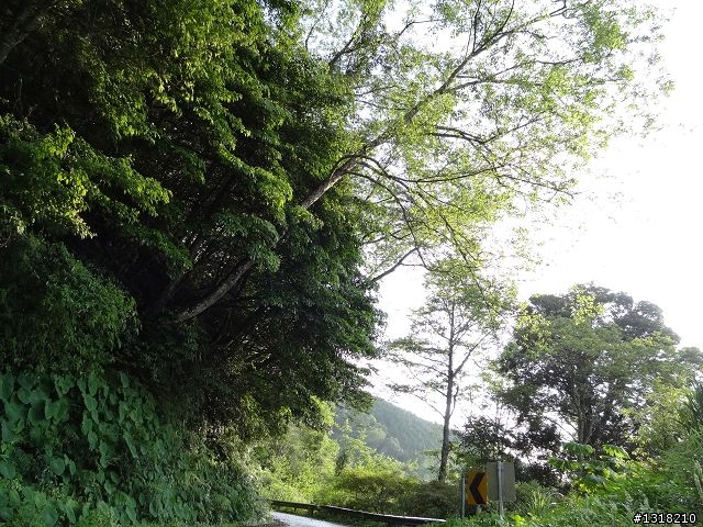 親子旅遊-雲鄉觀霧(上)