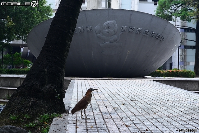 屏東市中山公園的松鼠吃香焦
