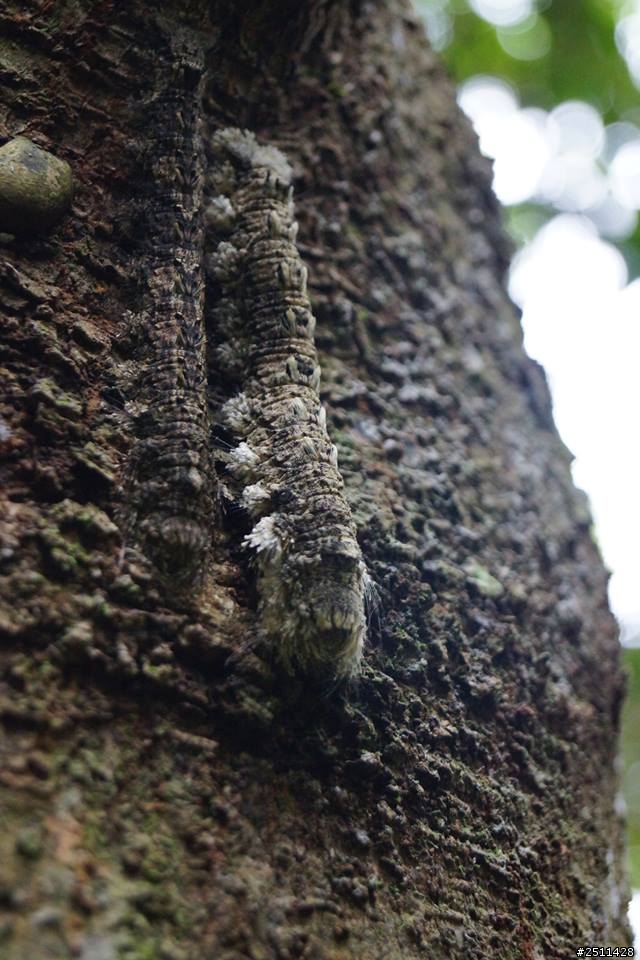 台北富陽公園蟲類動物名稱