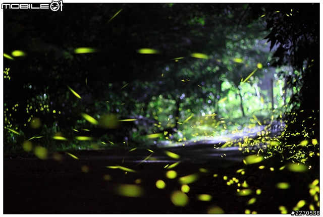 canon 50f1.8 螢火蟲