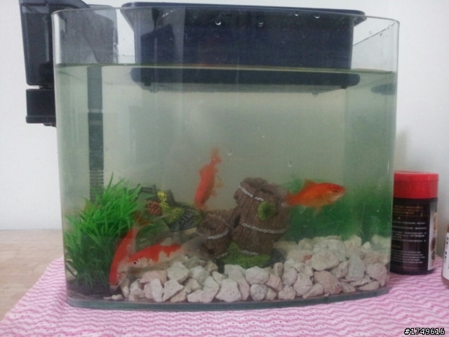 新手養魚~玉如意- Mobile01