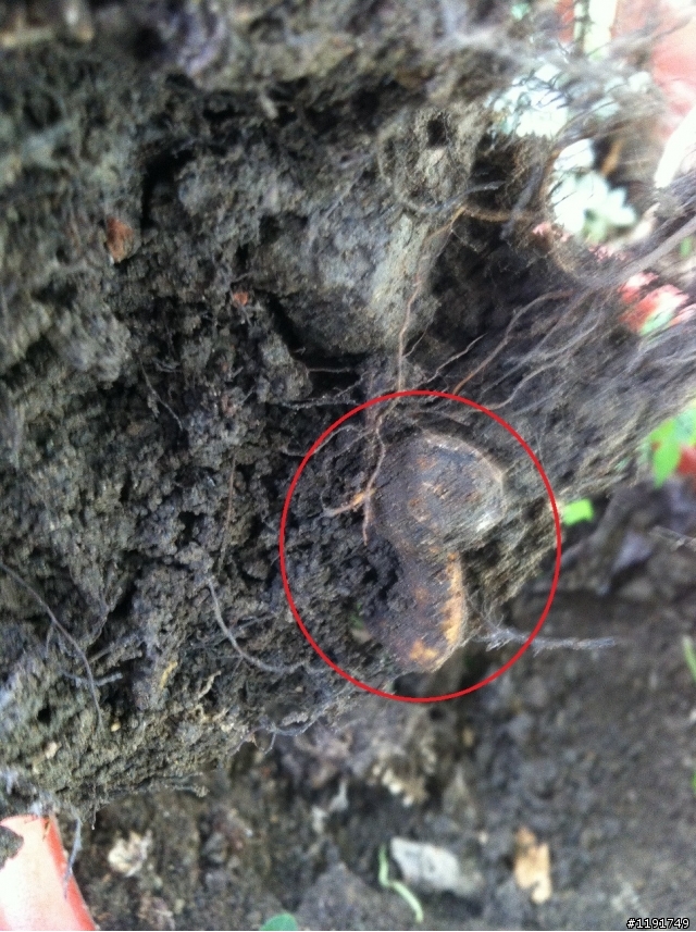 請問這顆櫻花是得了"根瘤病"嗎?