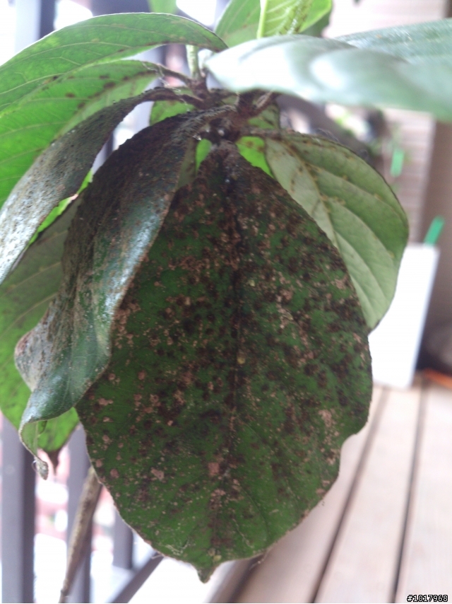 請教植物達人，這是長蟲?還是生病了?