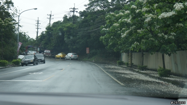 2013 THE ALL-NEW FOCUS 24小時免費開回家- 雨中石門水庫桐花行