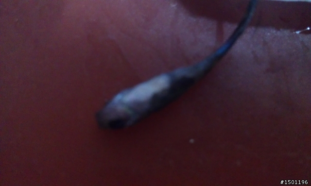 請問這孔雀魚是??
