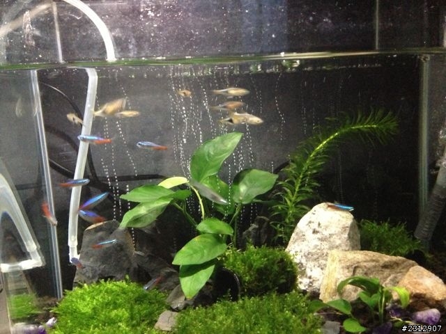 新手開缸才4天，就長窩蟲了