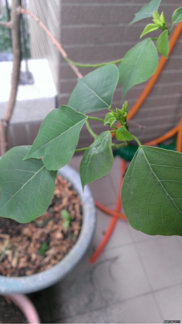 請教植物名~