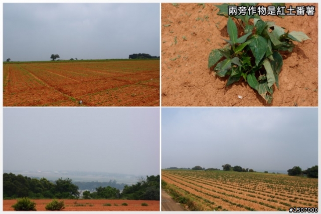 大肚山上短陡坡...鳥居路線!