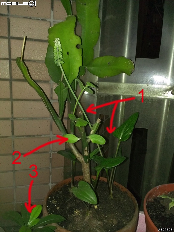 請教三種植物名