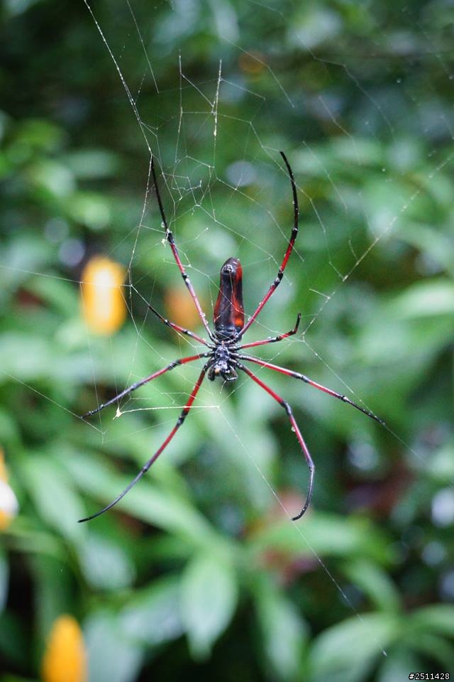 台北富陽公園蟲類動物名稱
