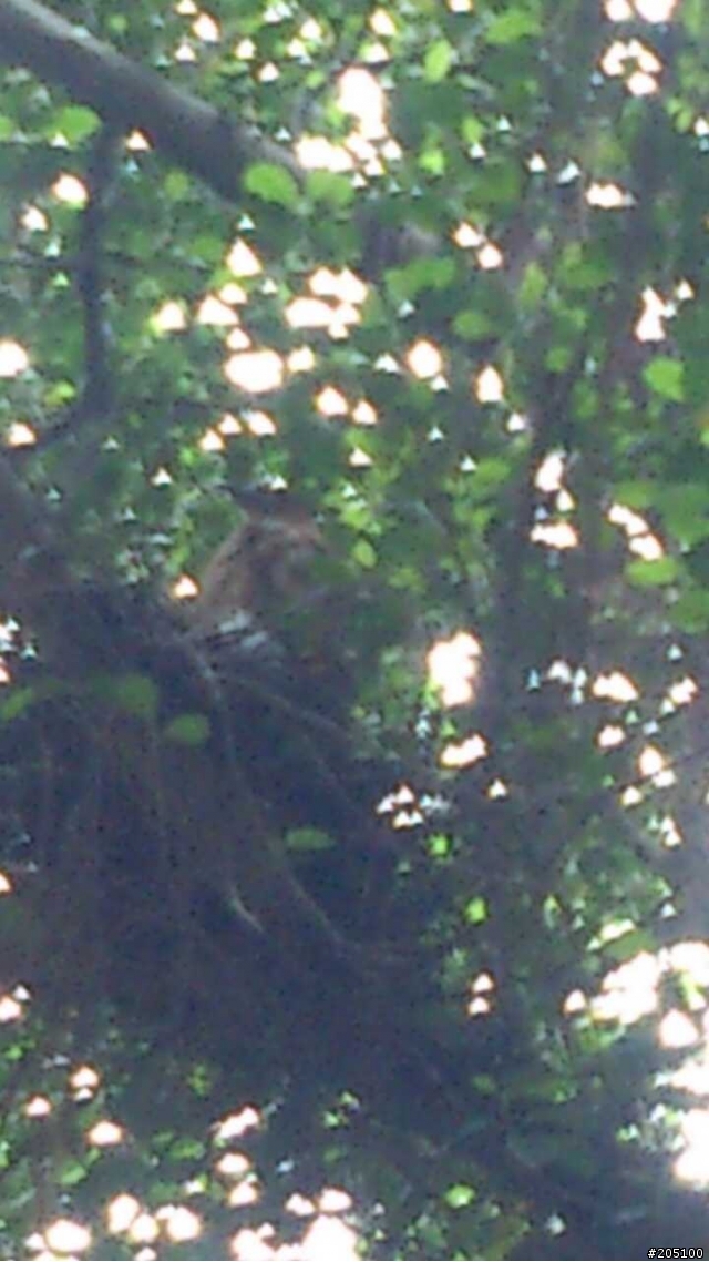 請問各位大大們 這隻是甚麼鳥類呢? 圖有點不清楚