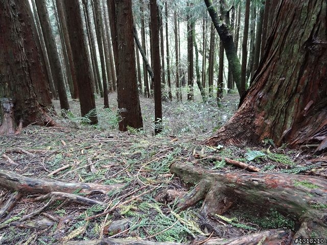 親子旅遊-雲鄉觀霧(上)