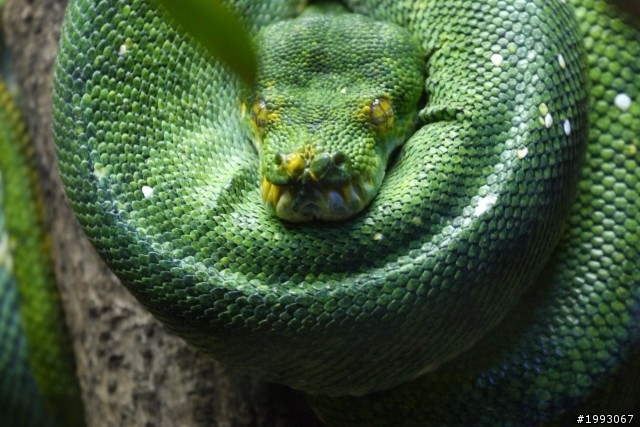 Lumix G X 45-175mm開箱+實拍